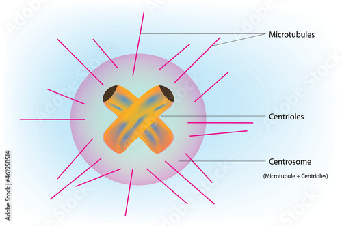 Biological illustration of Centrosome with microtubules 