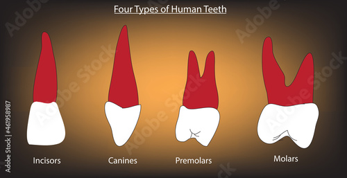 Biological anatomy of the types of teeth