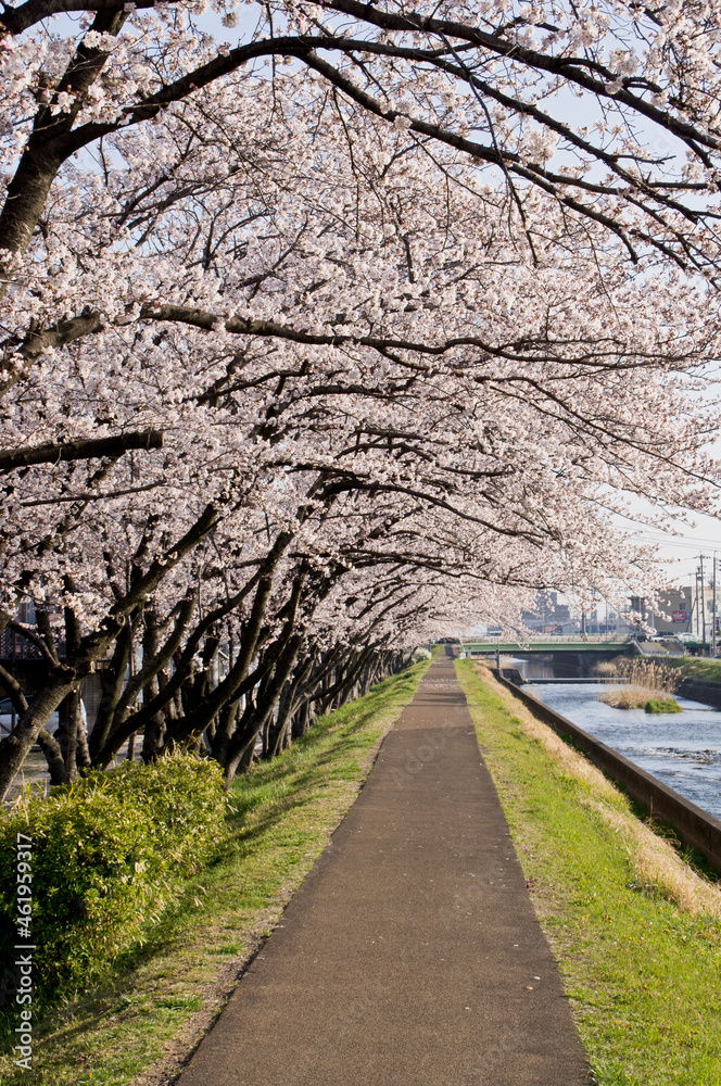 小牧山山麓の合瀬川の桜並木