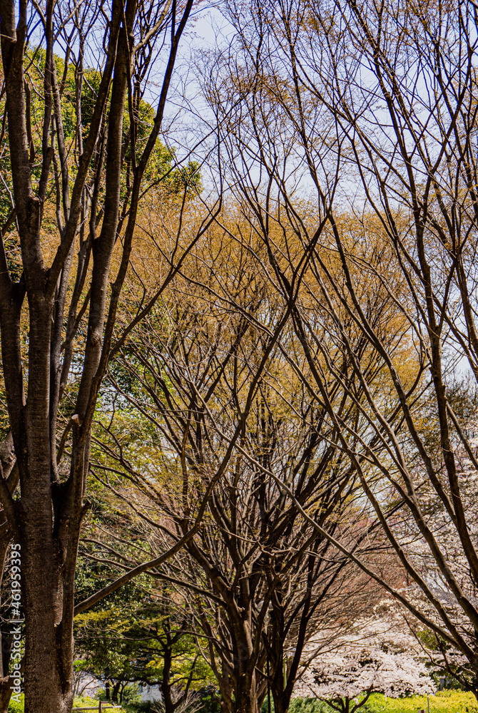 小牧山山麓の公園の樹々