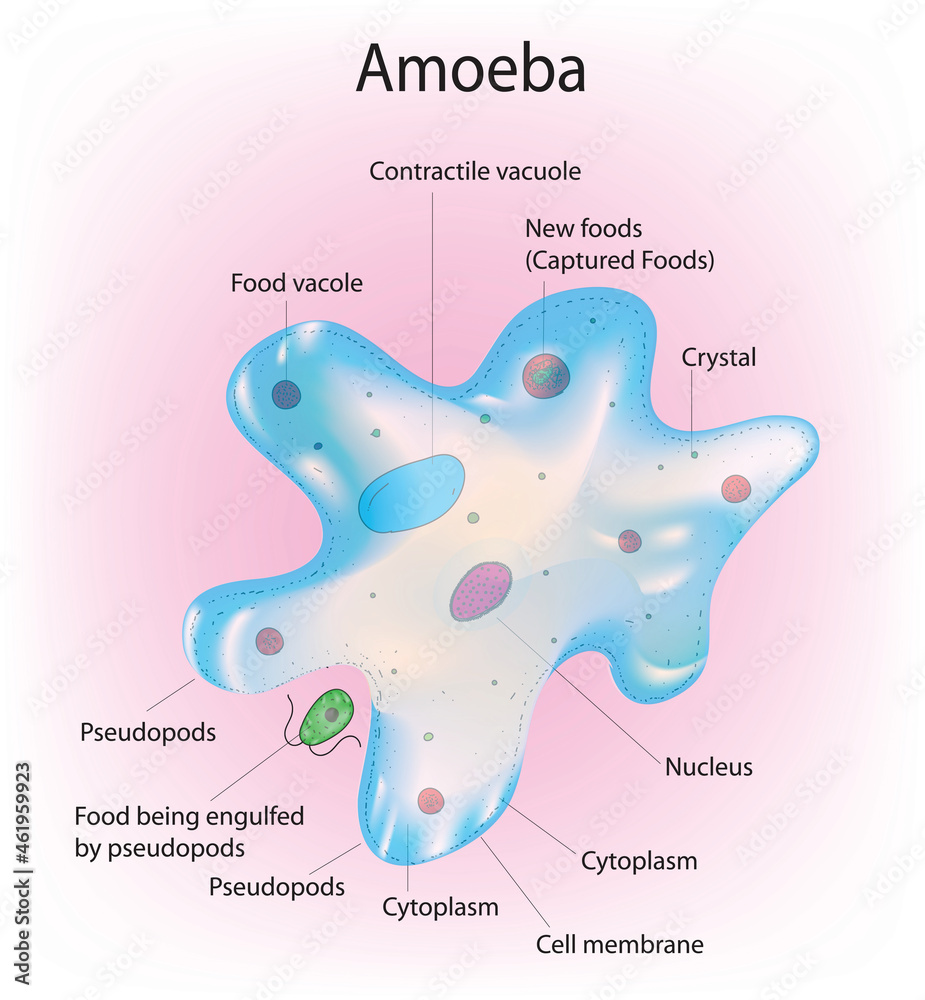 detailed diagram of amoeba (labeled anatomy of amoeba) Stock Vector.