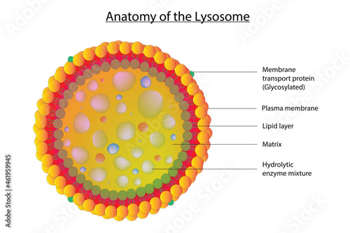 Biological illustration of lysosome (Structure of cell lysosome)