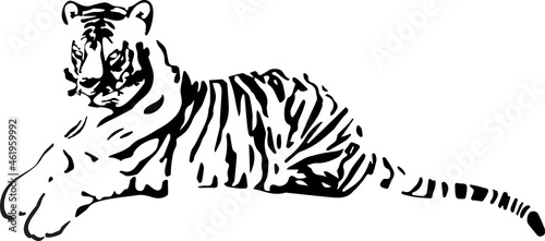 Fototapeta Naklejka Na Ścianę i Meble -  Hand drawn lying tiger. Chinese symbol of the New Year 2022.