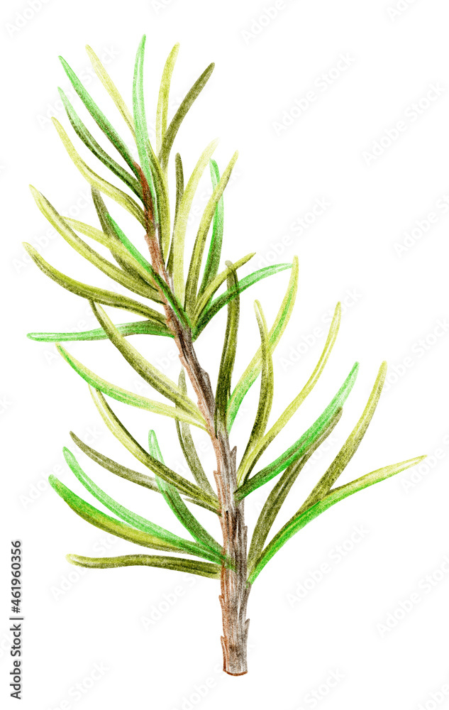 Naklejka premium Christmas card. Pine branch