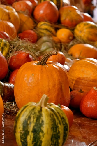 autumn mood. halloween. many bright yellow and orange pumpkins of different sizes. Pumpkin installation