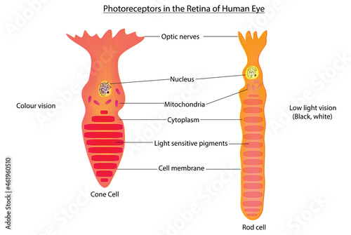 Biological anatomy of rod and cone cells (photoreceptor cells) photo