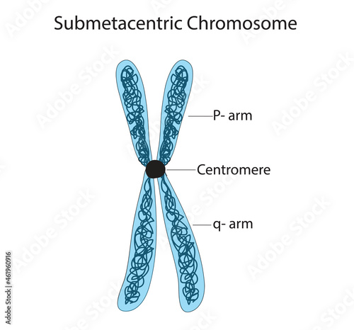 Biological illustration of Submetacentric Chromosome with DNA arms and centromere  photo