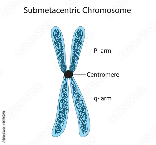 Biological illustration of Submetacentric Chromosome with DNA arms and centromere 