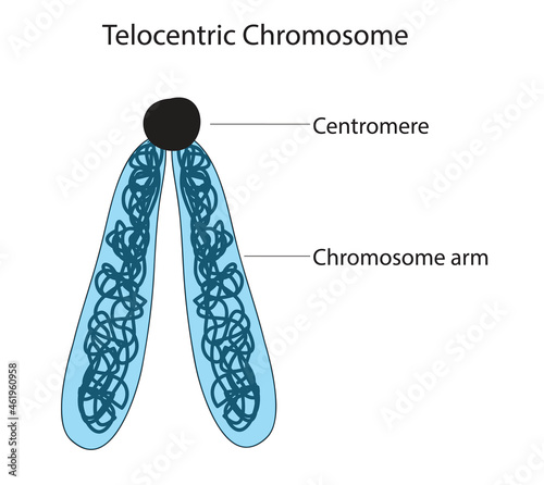 biological illustration of telocentric chromosome with centromere and chromosome arm 