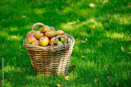 basket with apples on green grass in the garden
