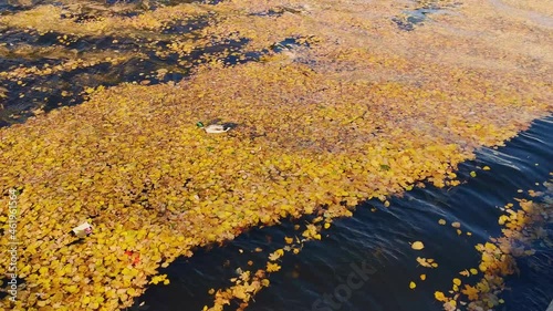 duck swims on the water in autumn yellow leaves and looks for food in sunny weather