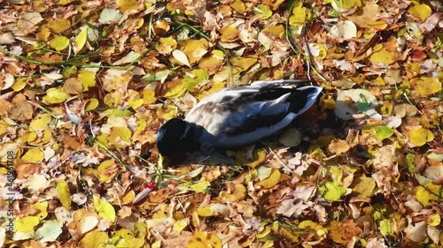 duck swims on the water in autumn yellow leaves and looks for food in sunny weather