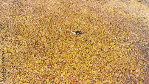 duck swims on the water in autumn yellow leaves and looks for food in sunny weather