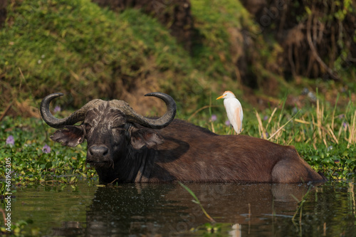 African Buffalo - Syncerus caffer, member of African big five from Queen Elizabeth NP, Uganda. photo