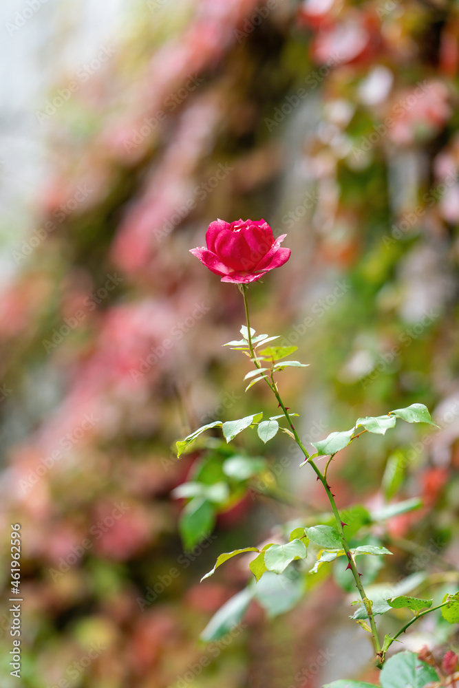 Red rose blossom on a colorful background Red rose blossom on a colorful background