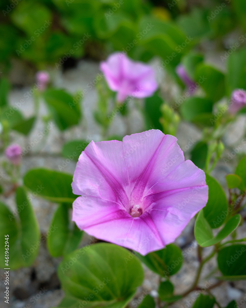 Closeup Beautiful pink flowers on sand beach Closeup Beautiful pink flowers on sand beach