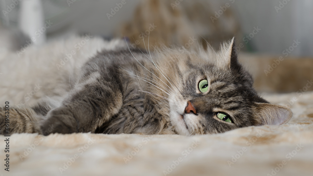 Hairy gray green-eyed cat lying on sofa indoors. Tired furry cat of Siberian breed resting, looking at camera