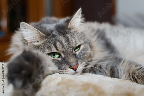 Sleepy gray green-eyed cat lying on sofa and looking at camera, indoors. Close-up portrait of furry tired Siberian cat resting on bed © Sergio