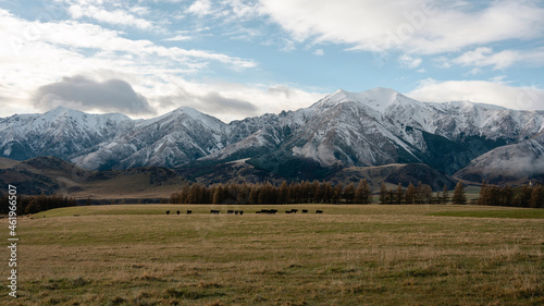 Scenic landscape of snowy mountains on farmland of cows