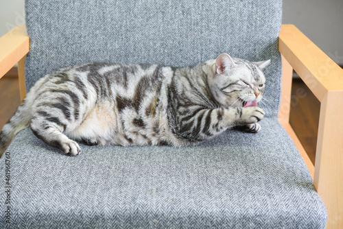 ソファーでくつろぐ猫 © ramustagram