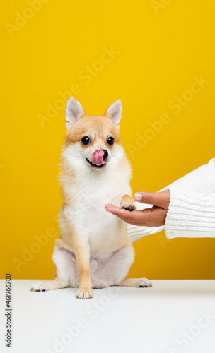 Canvas Print The Pomeranian Spitz is cute and fluffy