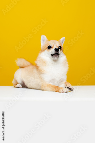 Canvas Print The Pomeranian Spitz is cute and fluffy