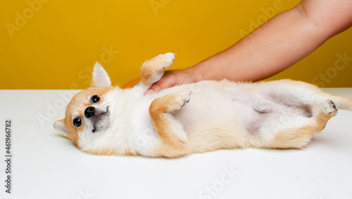Photography The Pomeranian Spitz is cute and fluffy