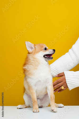 The Pomeranian Spitz is cute and fluffy. Portrait of a cute, fluffy Pomeranian Spitz puppy. play with the boss on a modern bright yellow background empty space for text photo