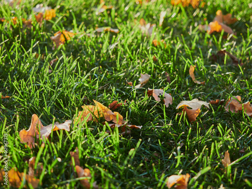 In autumn. Colorful maple leaves are lying on the grass