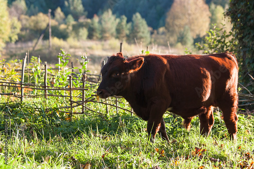 A bull stands against the background of a wooden fence in a meadow