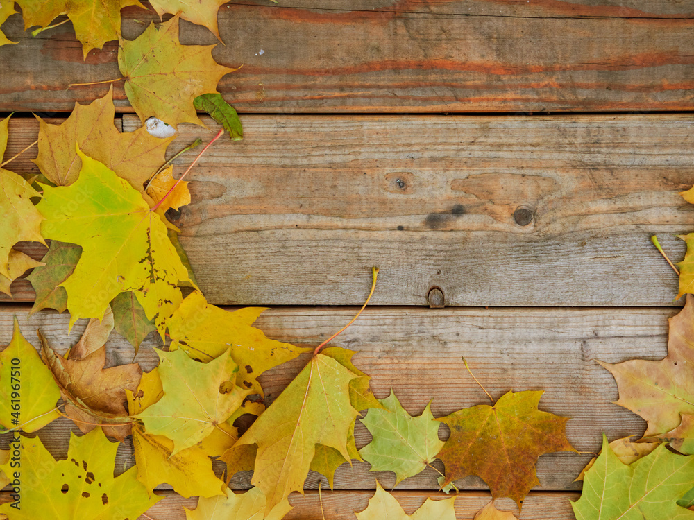 Obraz premium autumn background with colored leaves on a wooden board
