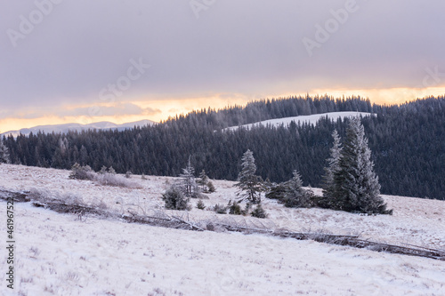 Dark snow-covered trees at sunrise background. Winter landscape.