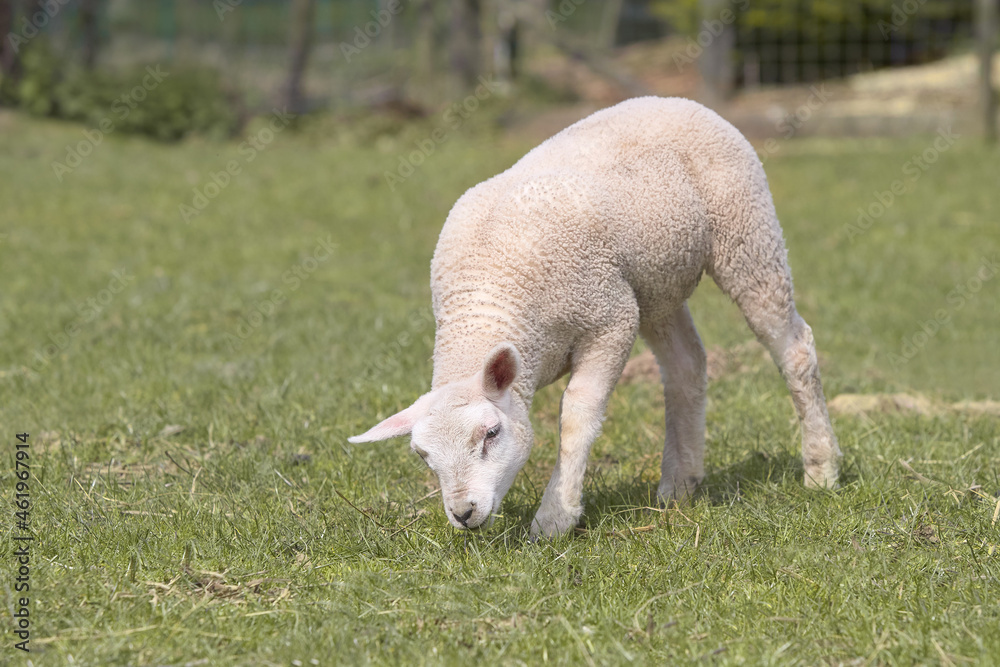 Portrait of a lamb of a white Flemish sheep Portrait of a lamb of a white Flemish sheep
