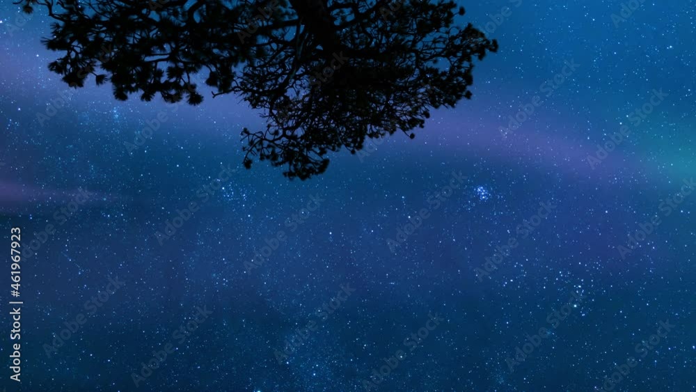 Aurora Purple Loop A Pine Tree