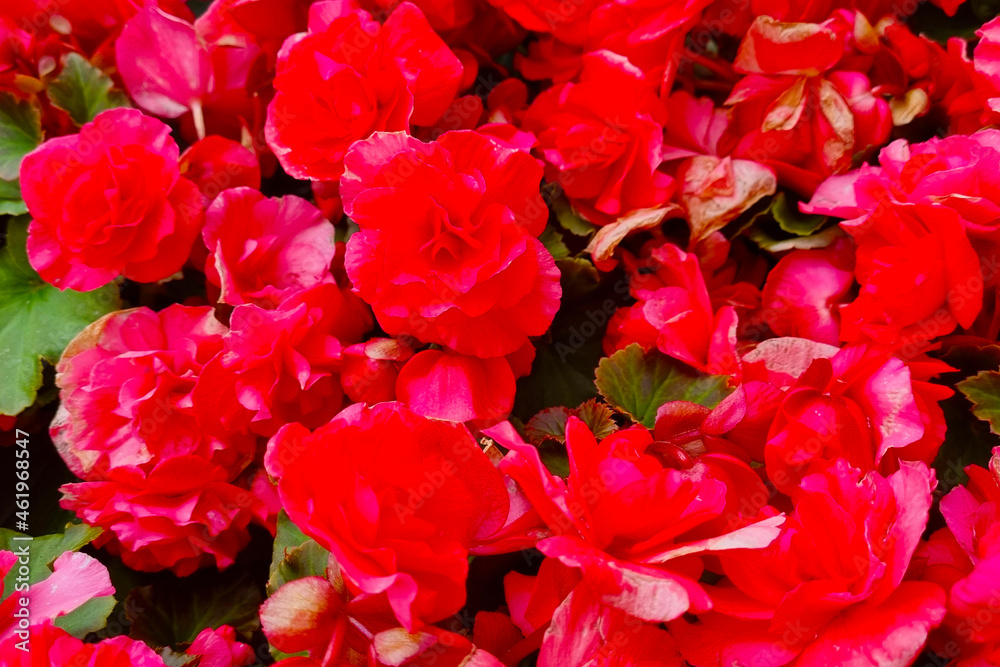 View of flowering garden roses, blurred background.