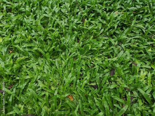 Axonopus compressus, Tropical Carpet Green leaves lawn grass in garden nature background