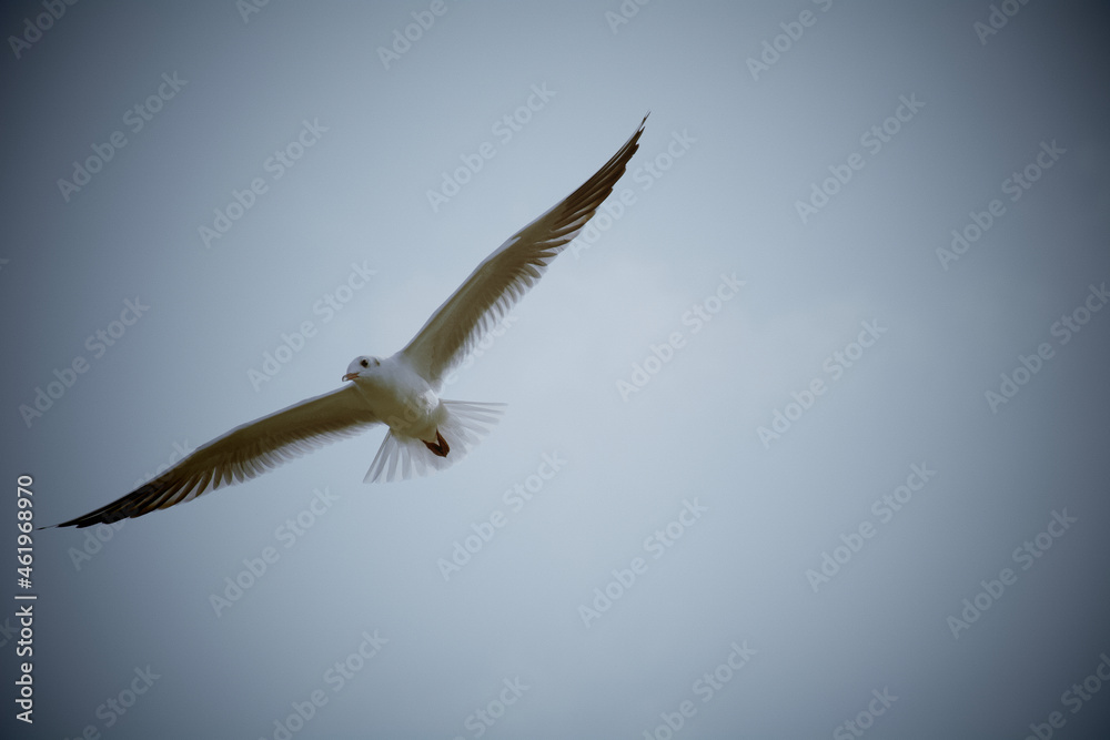Fototapeta premium seagull in flight