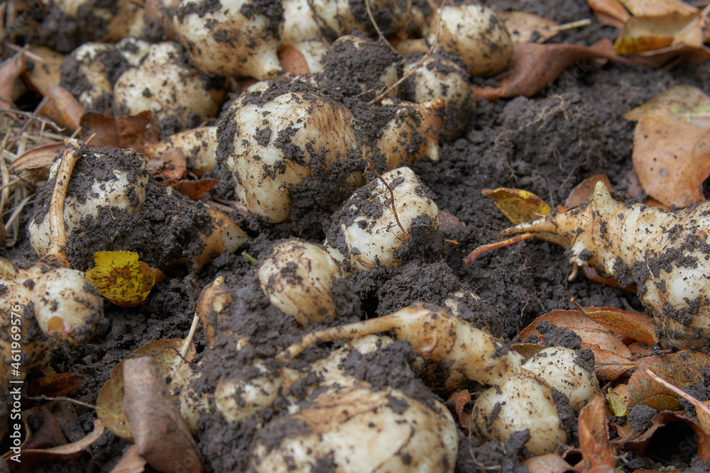 Freshly dug Jerusalem artichoke tubers on the ground.