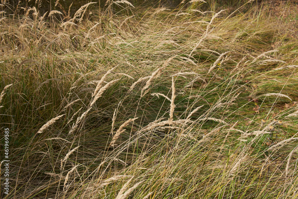 Fototapeta premium Grain weeds in a forest clearing.