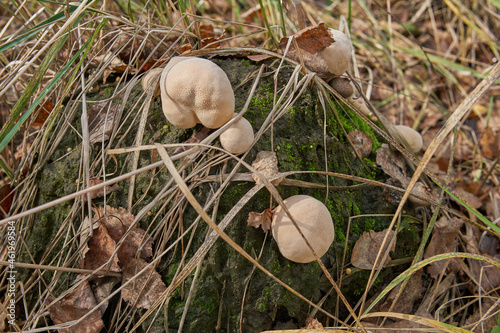 Lycoperdon perlatum mushroom in a mixed forest. photo