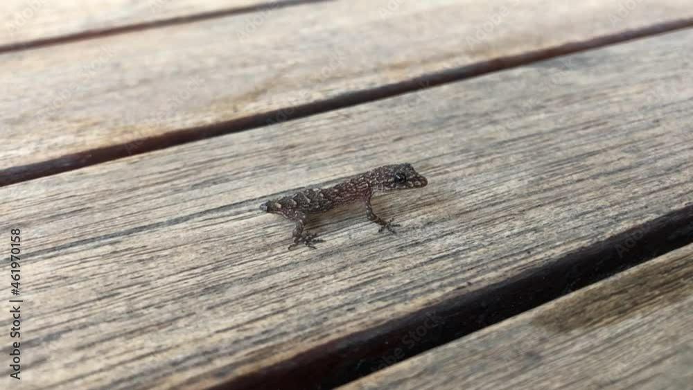 beautiful small lizard without tail is breathing in close-up. view from above Reptiles are distant relatives of dinosaurs. living among us lizard in garden in country house cold-blooded reptiles beautiful small lizard without tail is breathing in close-up. view from above Reptiles are distant relatives of dinosaurs. living among us lizard in garden in country house cold-blooded reptiles