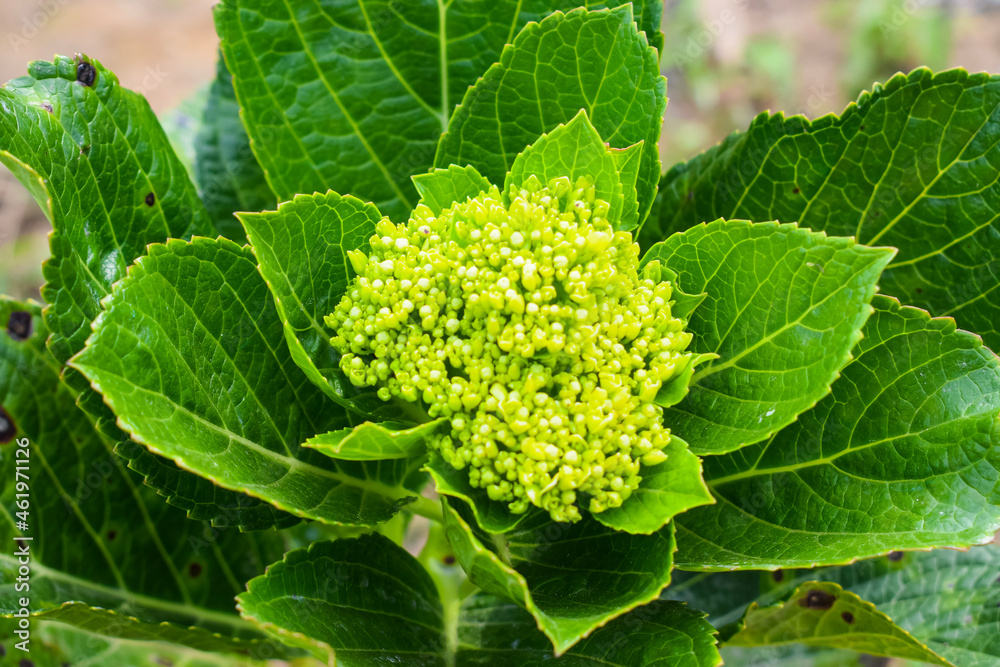 Hydrangea flowers blooming in the nursery planting Hydrangea flowers blooming in the nursery planting