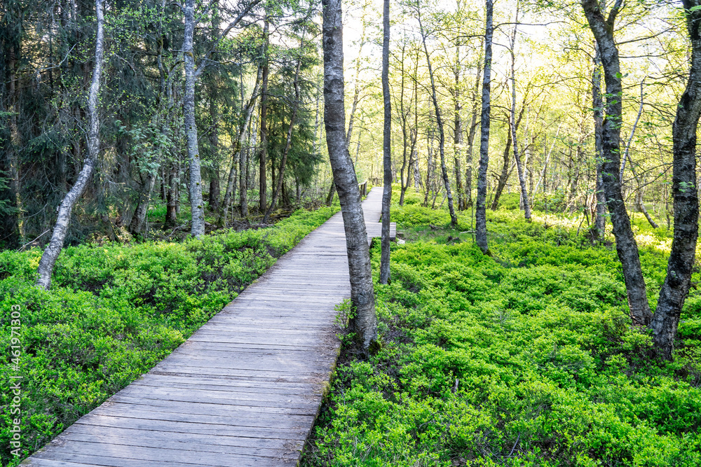 Obraz premium Pfad in Wald