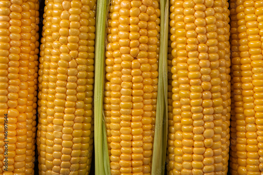 photo of ripe corn cobs photo of ripe corn cobs