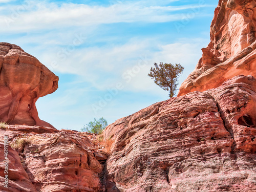 Lonely tree grows through the red sand rocks and stones in the deserted area of Petra, Jordan © Cristi