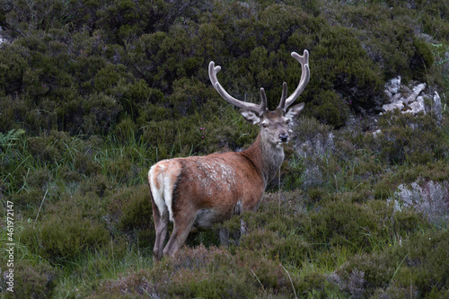 Deer on NC500 road