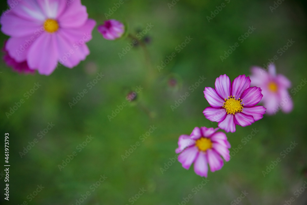 Fototapeta premium 가을 코스모스 - common cosmos