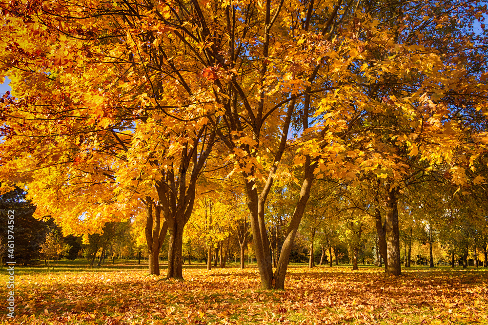 Autumn city park in Sunny day