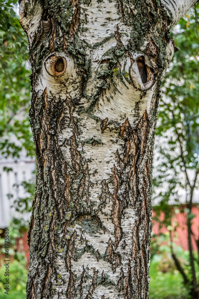 Obraz premium Face in a Birch Tree looking Surprised