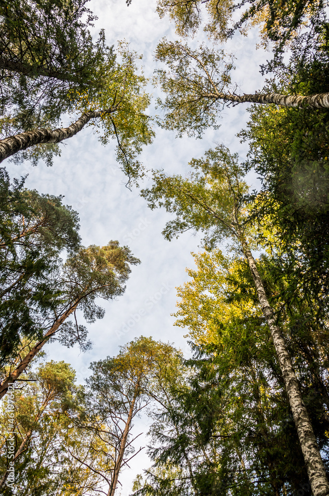 Looking up at the Sky through Autumn Trees Looking up at the Sky through Autumn Trees